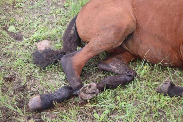 与横过道路的羊群相撞,当场死亡46只羊