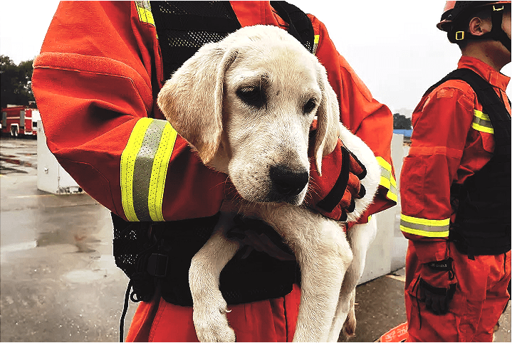 搜救犬是如何炼成的?99%的铲屎官都不知道