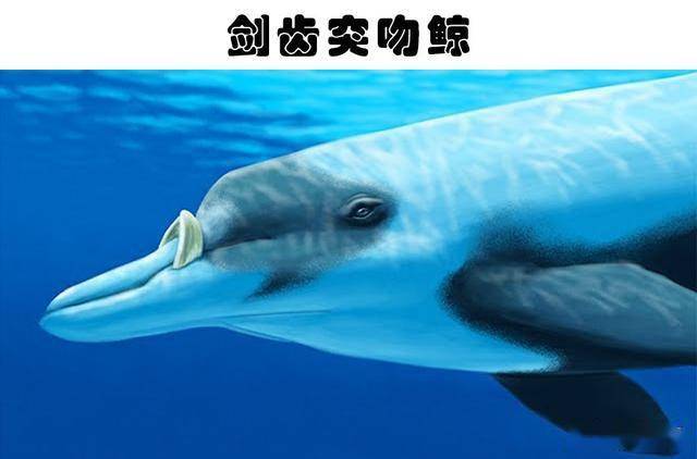 很难在现实中见到的10种罕见的野生动物