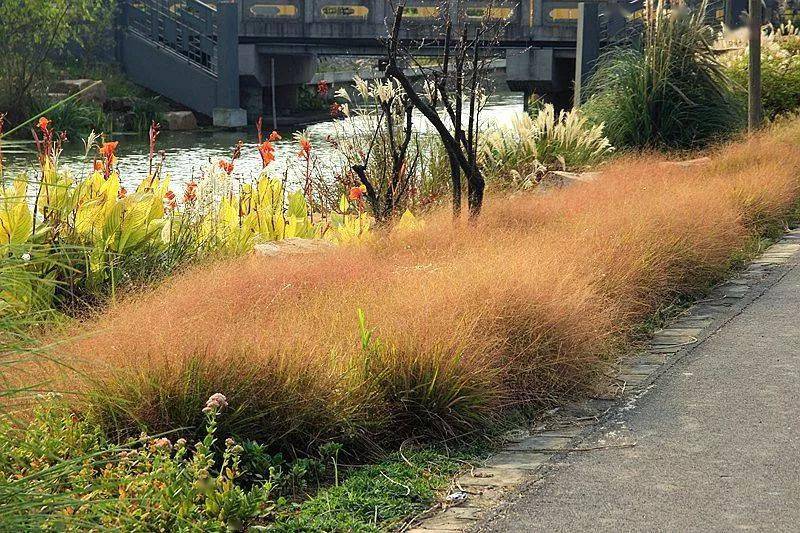 红系知风画眉草