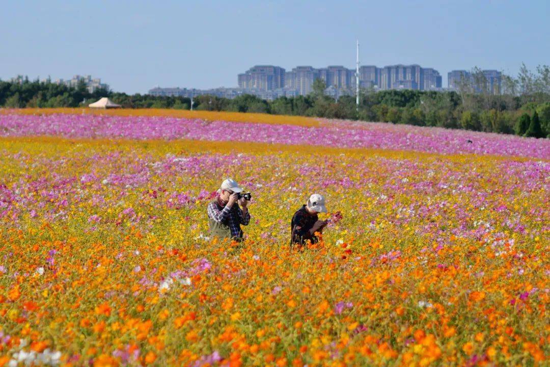 奉贤的这片网红花海上新啦这次有寓意幸福美好时光的格桑花