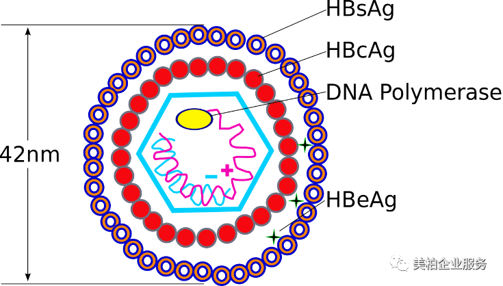 核衣壳包括核心抗原(hbcag)和e抗原(hbeag,环状双股hbv-dna和dna聚合