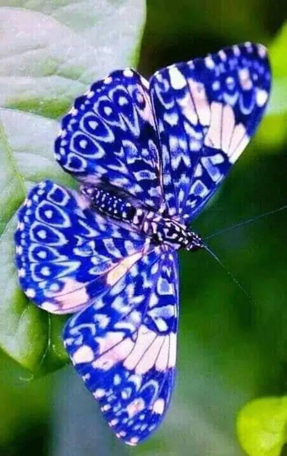 人间罕见蝴蝶谷吸引了无数蝴蝶在此翩翩起舞