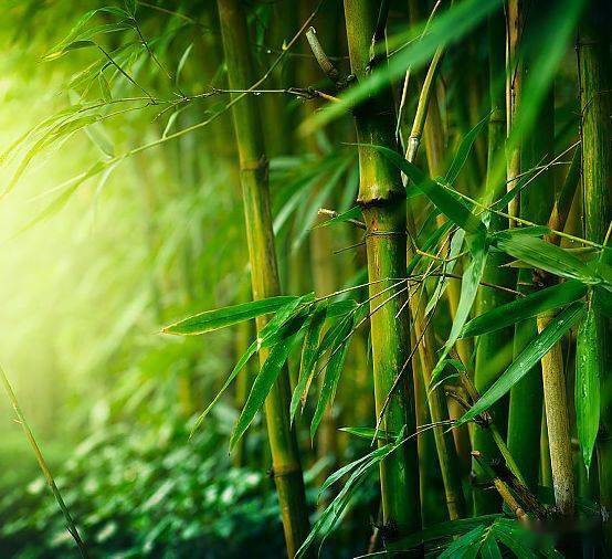 绿色竹子微信头像图片图片