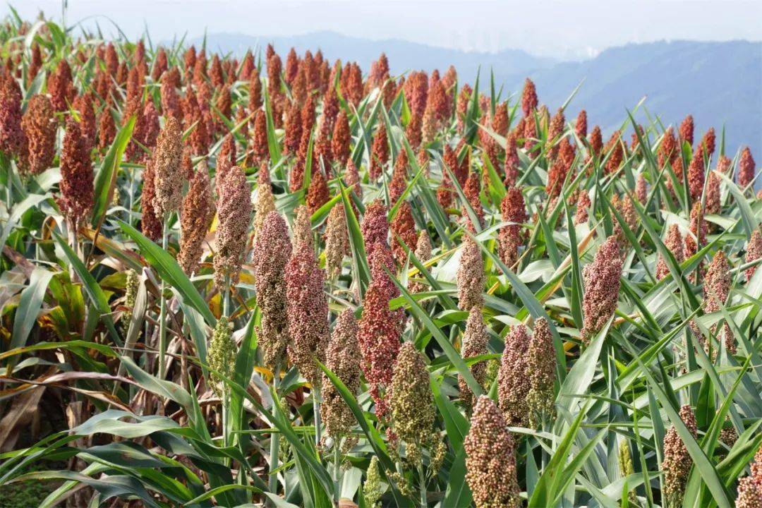 大杭州这里百亩高粱将红透山顶观赏期一直到11月中下旬