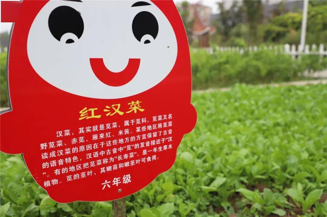 大校园里有个小菜园