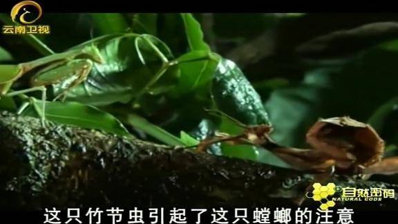 竹节虫闯进澳洲宽腹螳螂的领地两种庞然大物谁也不会退缩