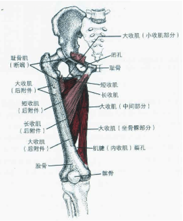 大腿肌内侧群解剖图图片