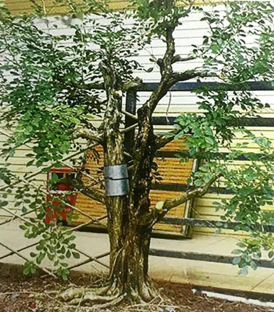 自带缺陷毫无亮点缺少野趣的九里香桩材一经设计立马亮眼