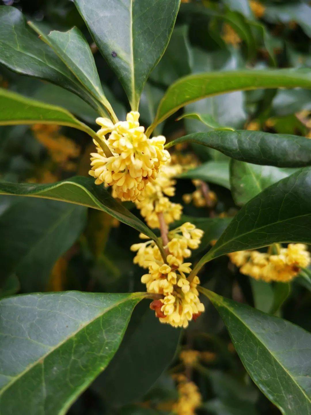 三秋桂子桂在一日