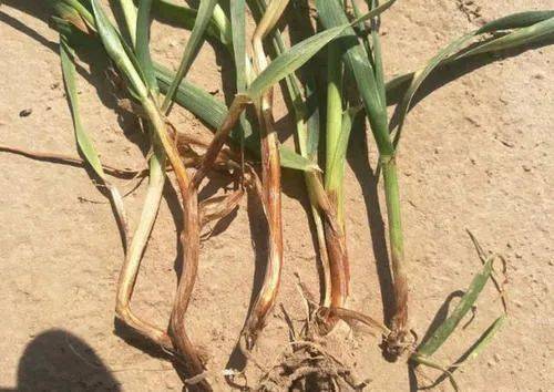 警惕小麦茎基腐病如何防治