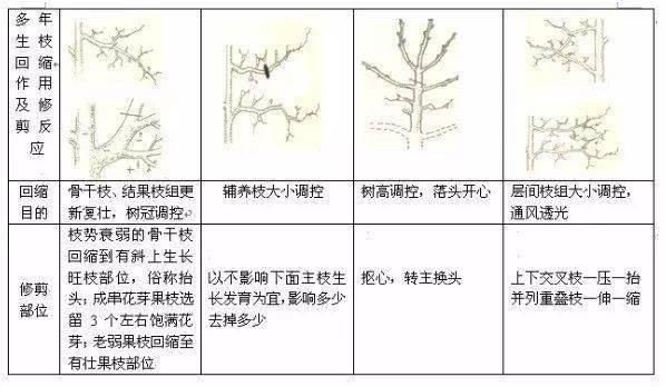 果树冬季修剪的基本方法作用及修剪反应