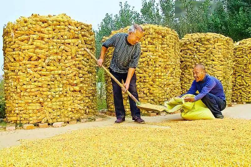 玉米收获后光知道晾晒可不行,想卖个好价钱,你得这样做!_籽粒