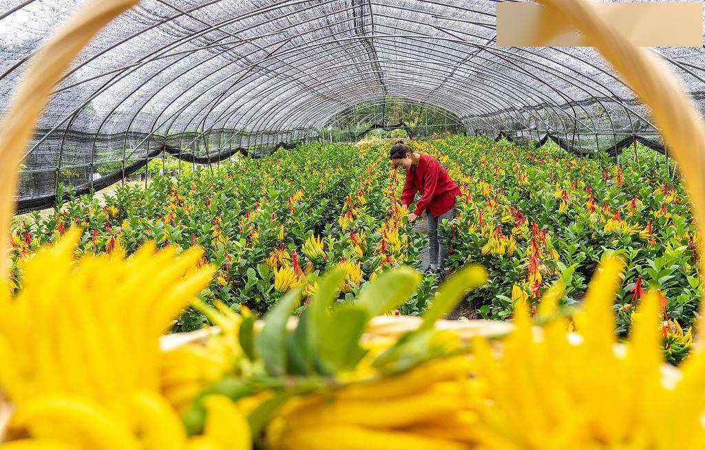 浙江金华佛手金黄产销两旺