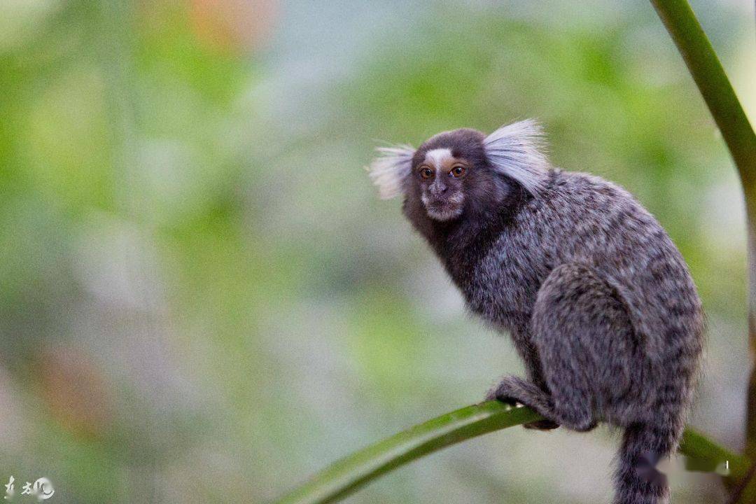 南美洲惊现山海经里的人面兽