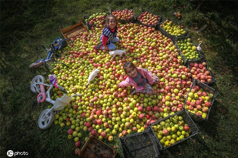 世界粮食日看各国丰收盛景满屏喜悦