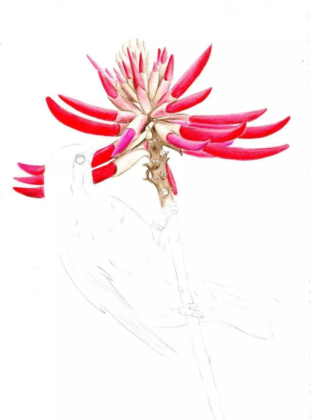 彩铅教程刺桐花与鸟