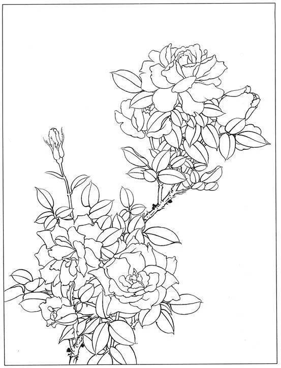 国画教程月季花工笔画技法含白描稿示例