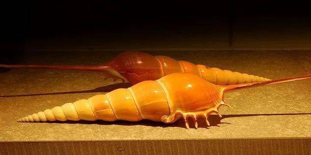 长鼻凤凰螺长鼻子的不一定就是匹诺曹也许是长鼻凤凰螺本螺哦