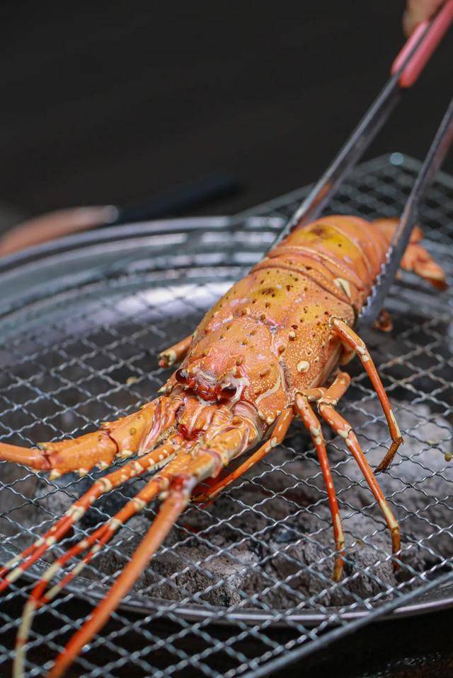 18点后才现身的炭炉海鲜烧烤0668只澳洲小青龙一周吃两次