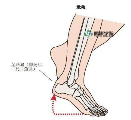 跟腱反射检查方法图片图片