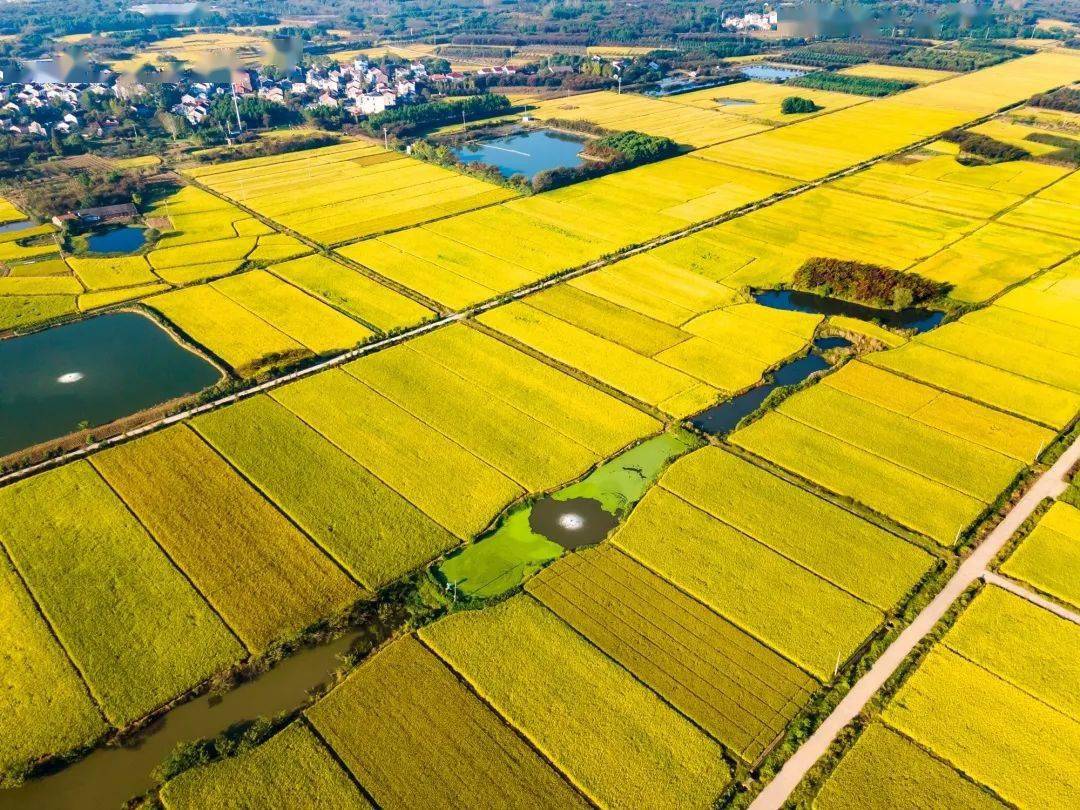 满城尽披黄金穗竹箦稻田绘丰收