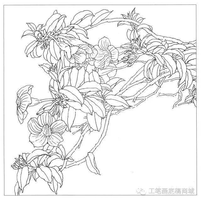 30种花卉白描作品欣赏