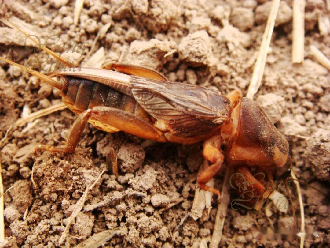 图21 华北蝼蛄10线虫河北有多种作物存在线虫为害问题,如谷子,甘薯