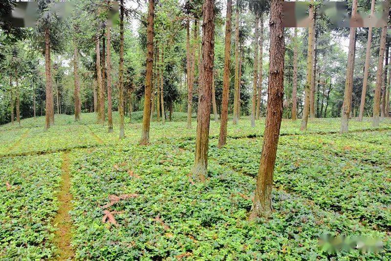 近年来,建南镇黄连形成集基地,加工,市场和科研于一体的产业体系,修建