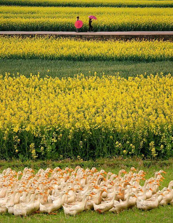 你好小康重庆新时代新风貌摄影大赛每周精选一