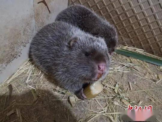 禁食野生动物分类管理范围见下表 今年6月,广西