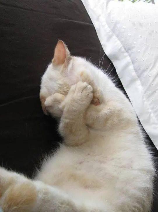 用爪子遮住脸睡觉的可爱猫咪们