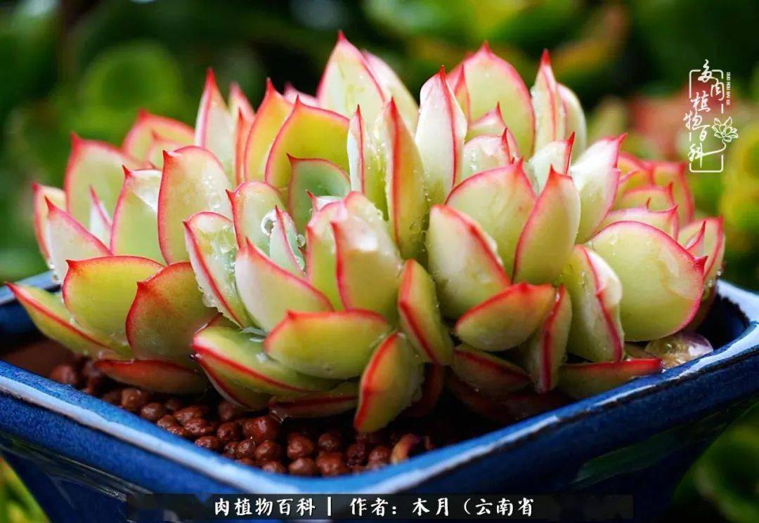 养花种肉,收获美好,取悦自己!_玫瑰