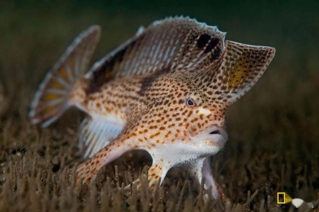 臂钩躄鱼通常不会分散到很远的地方,和其他很多鱼类相比,幼鱼也不会