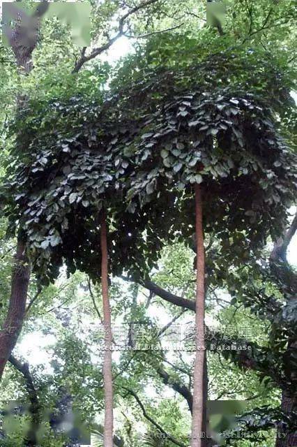 图片玉蝴蝶,千张纸,云故纸,破布子,白故子,白玉纸,白千层,纸肉,故纸