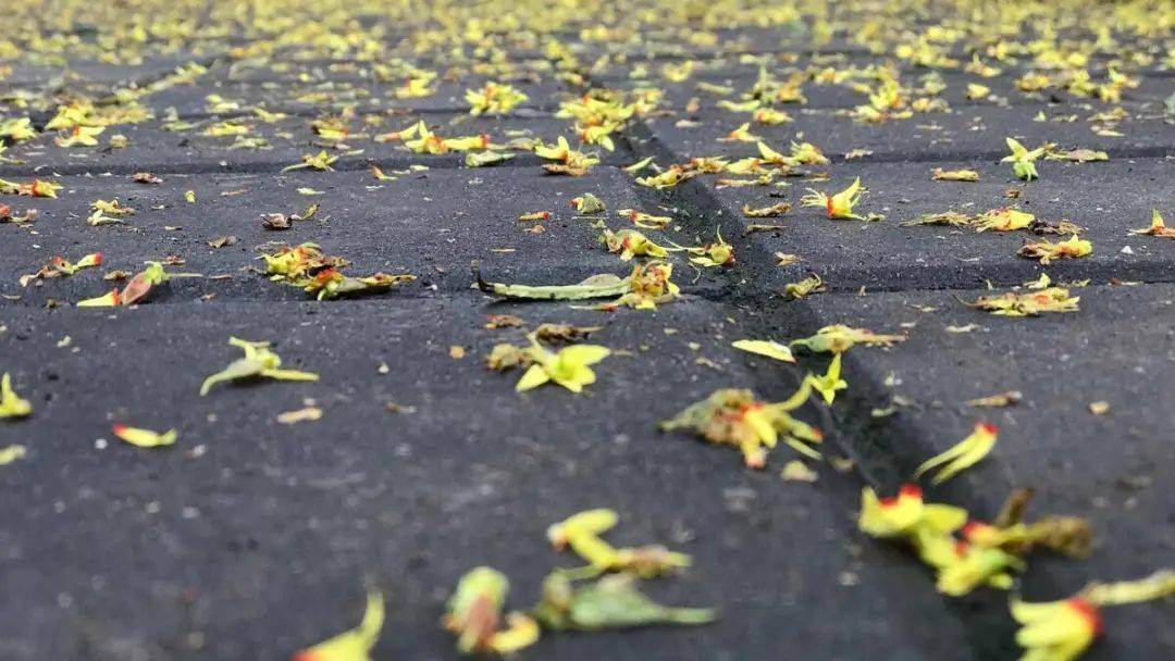 于丹黄花落了一地美诗3首