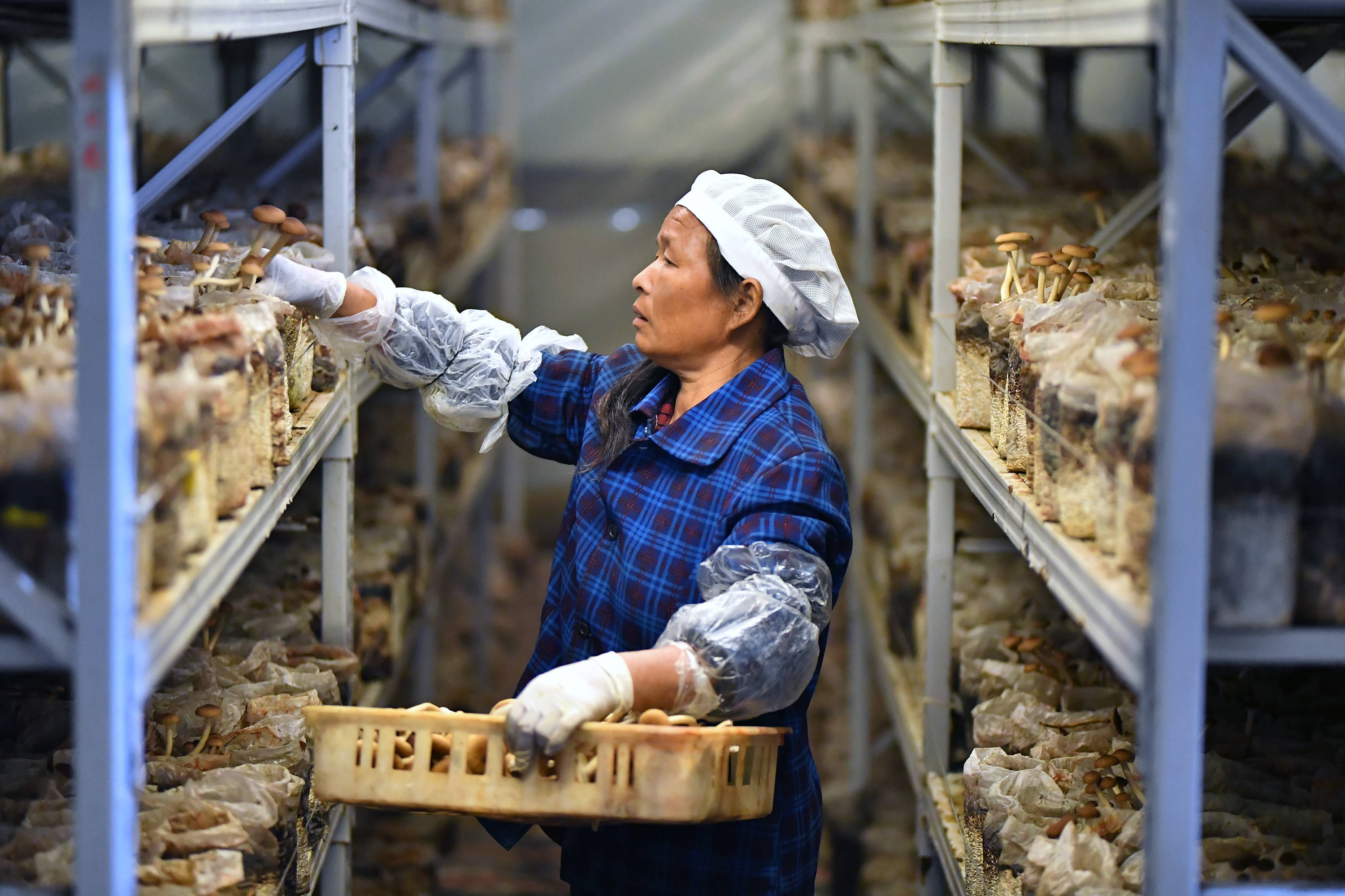 江西赣州茶树菇产业助农增收