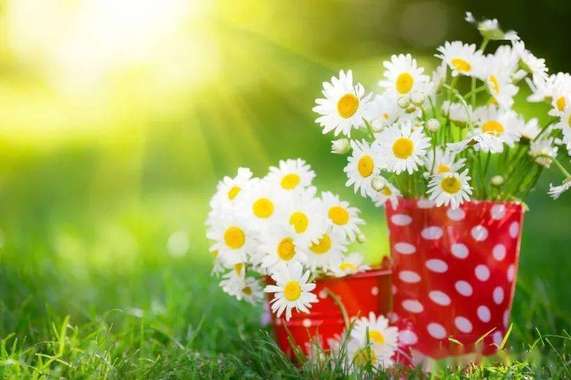 善良,一朵开在心灵的花_万物