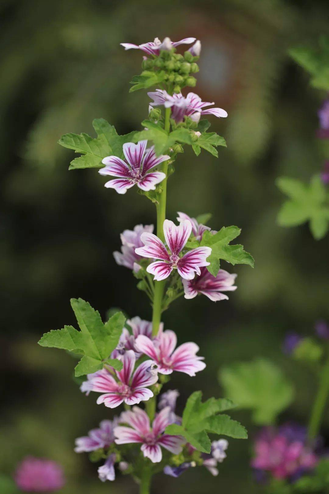 每日植物 | 锦葵 malva cathayensis