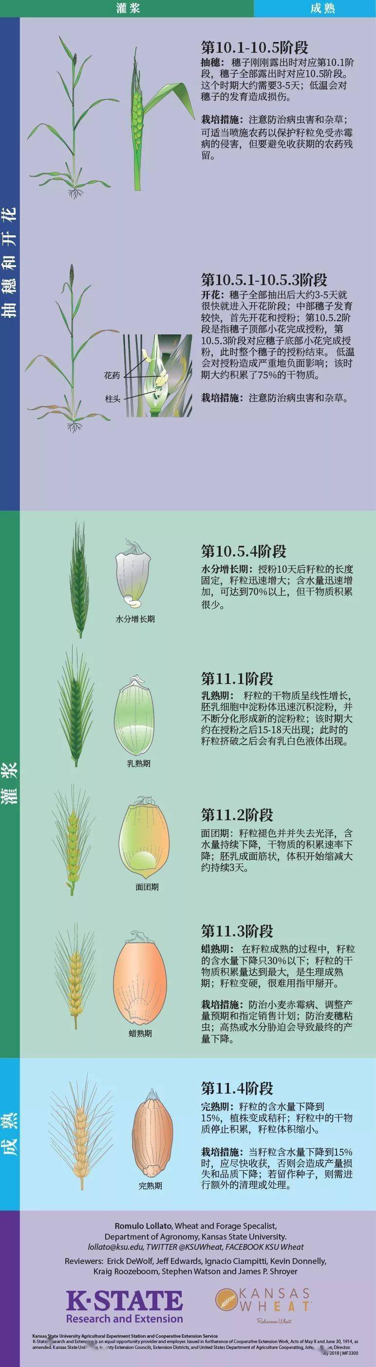 冬小麦生长周期图片