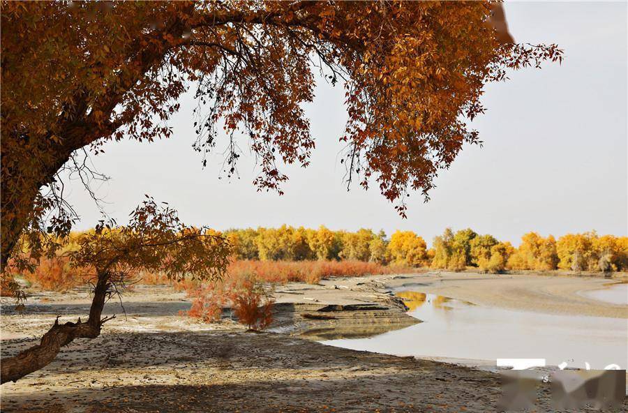 月16日拍摄的新疆塔里木河畔尉犁县罗布淖尔国家级湿地公园胡杨林景色