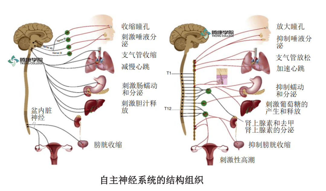 交感神经节链解剖图图片