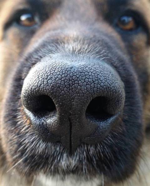 狗鼻子对着屏幕的照片图片