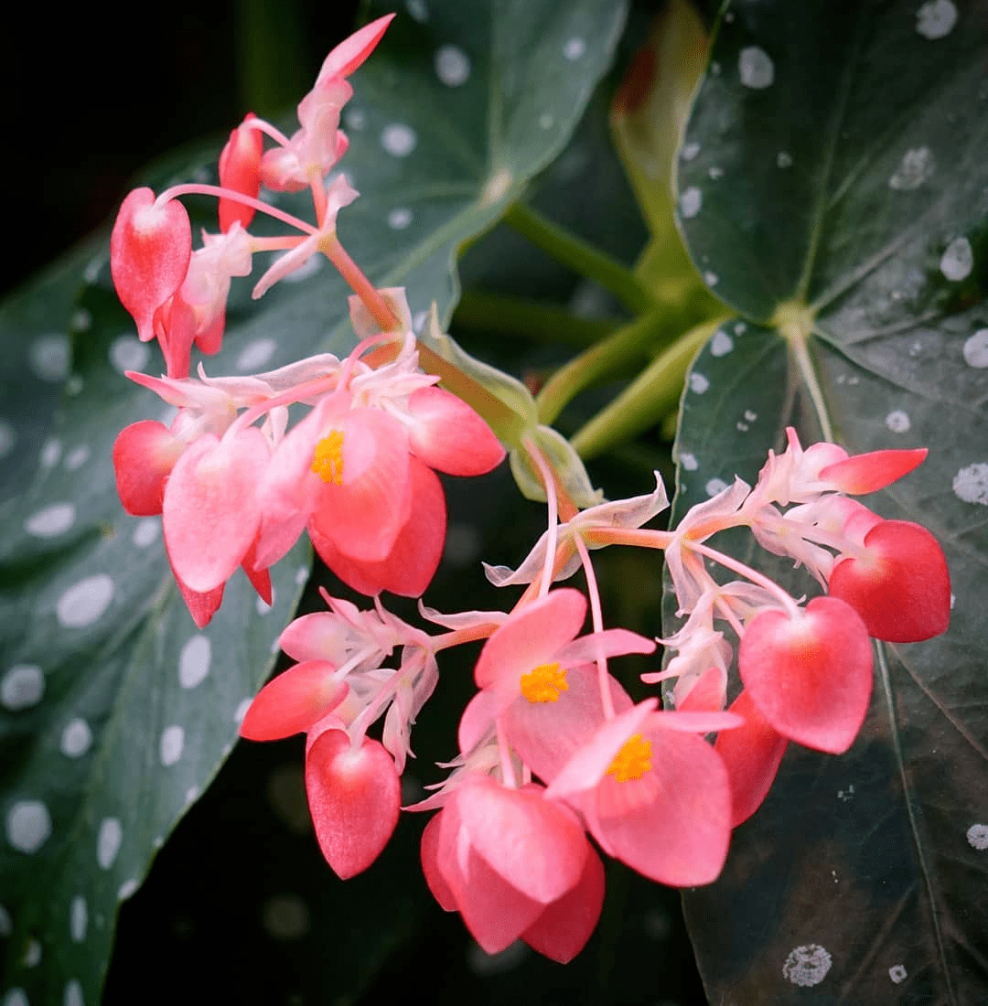 颜值高又好养的秋海棠秋季种花一定不要错过