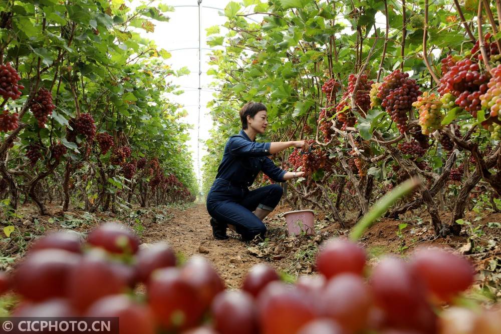 2020年10月20日,游客在河北省邢台市巨鹿县张王疃乡武窑村一农场