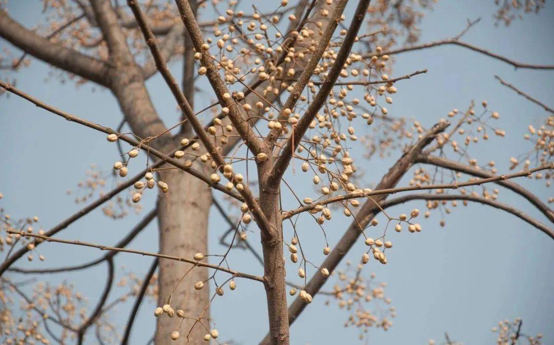 农村被丢弃的野果市场价4元斤等于白捡
