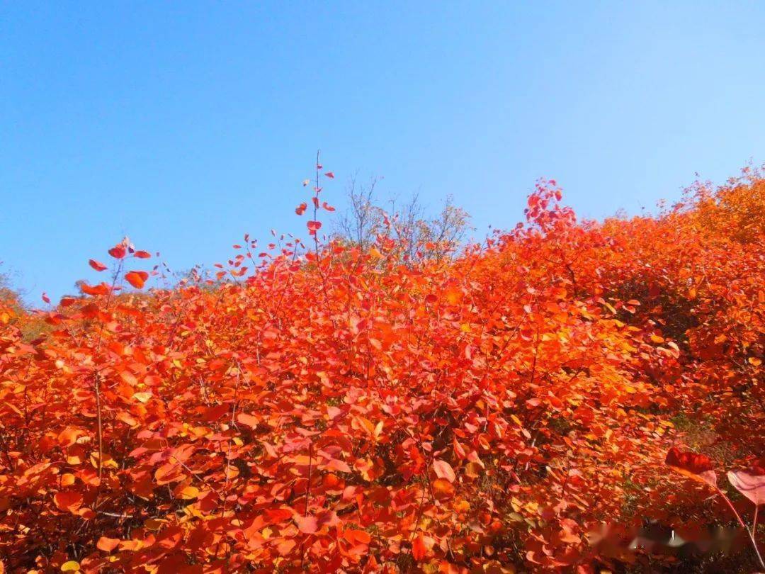 井陉清凉山红叶图片