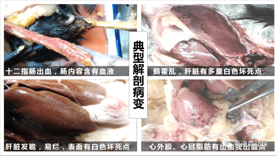 分享丨禽霍乱的诊治