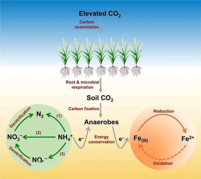 scienceadv浙大程磊团队发现二氧化碳升高导致稻田土壤铵态氮大量流失