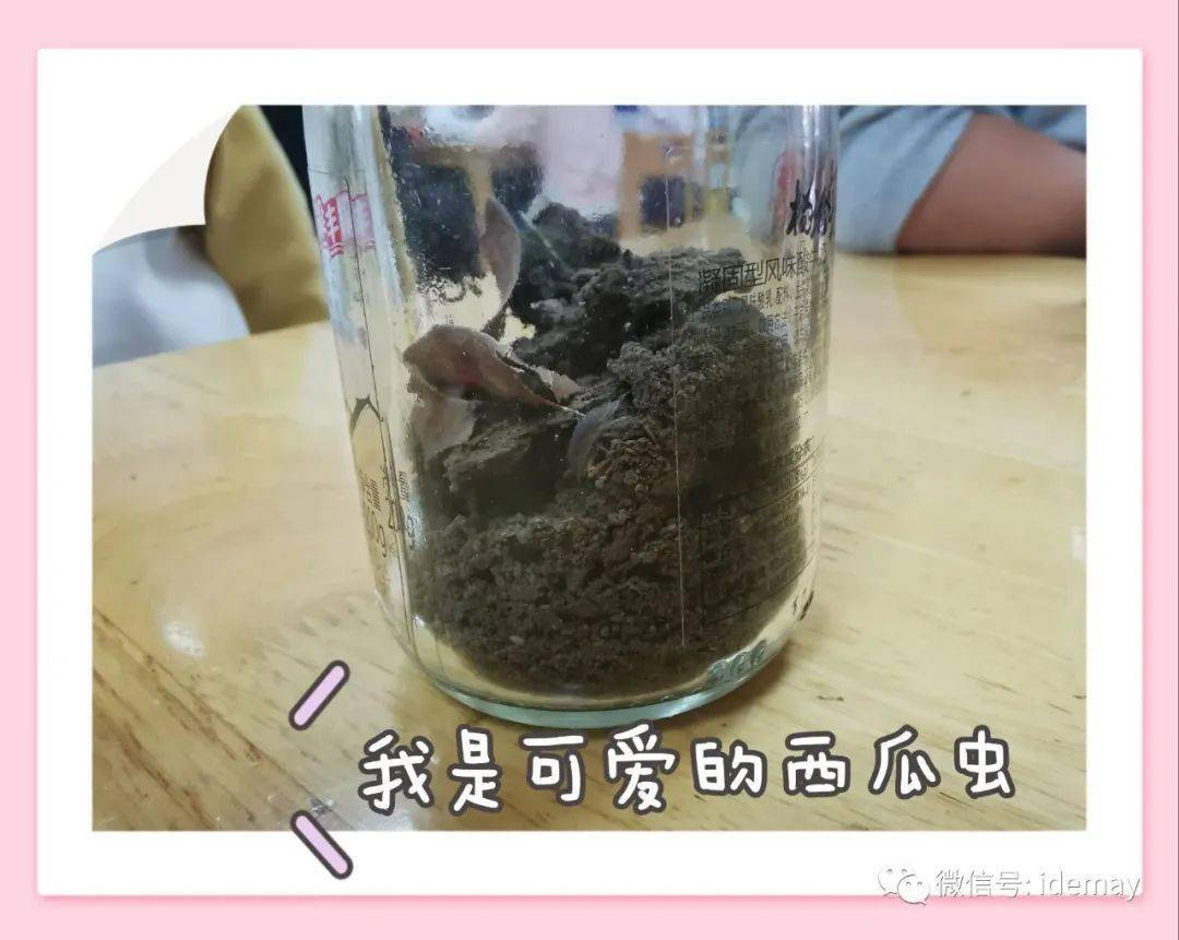 "我和西瓜虫去旅行"——张家港德美幼儿园班本微课程_手机搜狐网